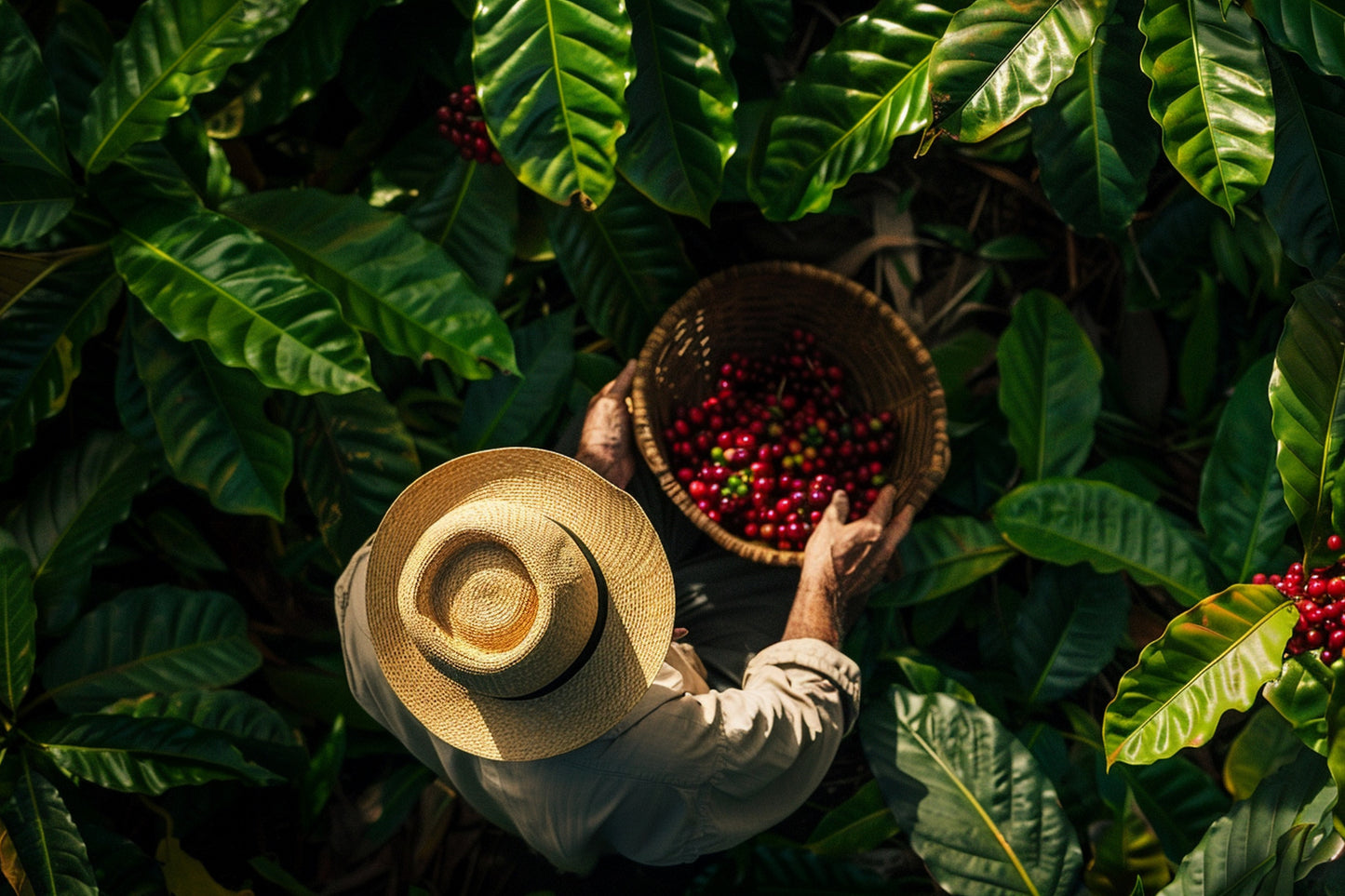 08 - Swaledale Single Origin - Brazil Decaf - Swaledalecoffee