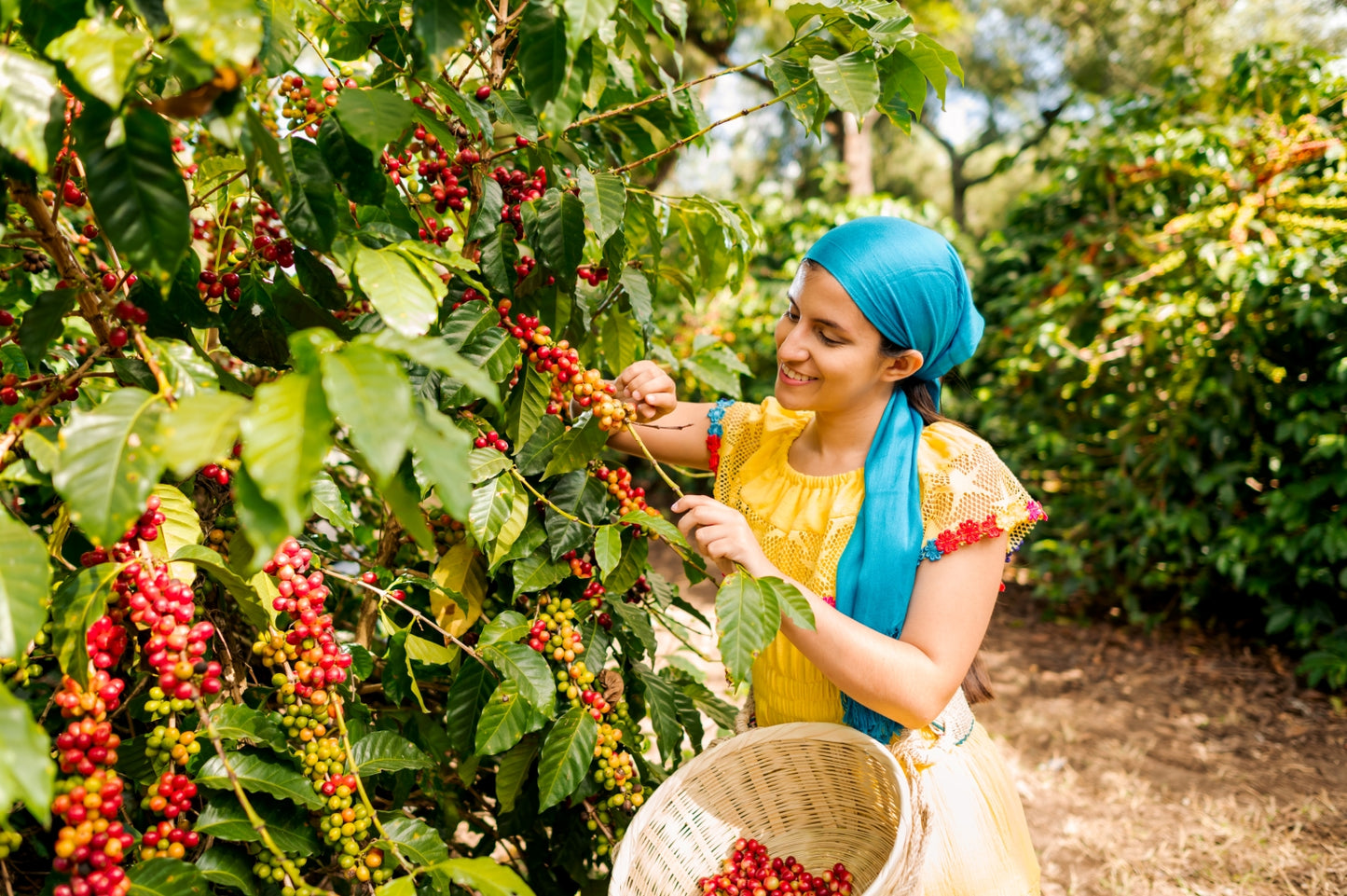 04 - Swaledale Single Origin - Guatemala - Swaledalecoffee